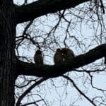 Three young owls perched on large branch.