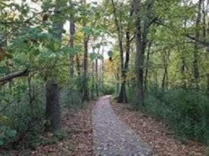 path leading through woods